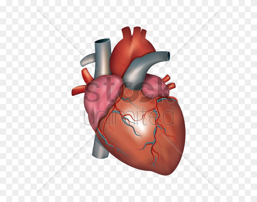 600x600 Human Heart Vector Image - Realistic Heart Clipart
