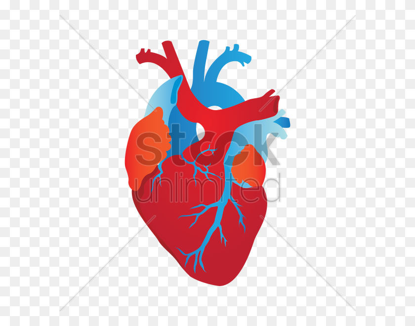 600x600 Human Heart Vector Image - Veins Clipart