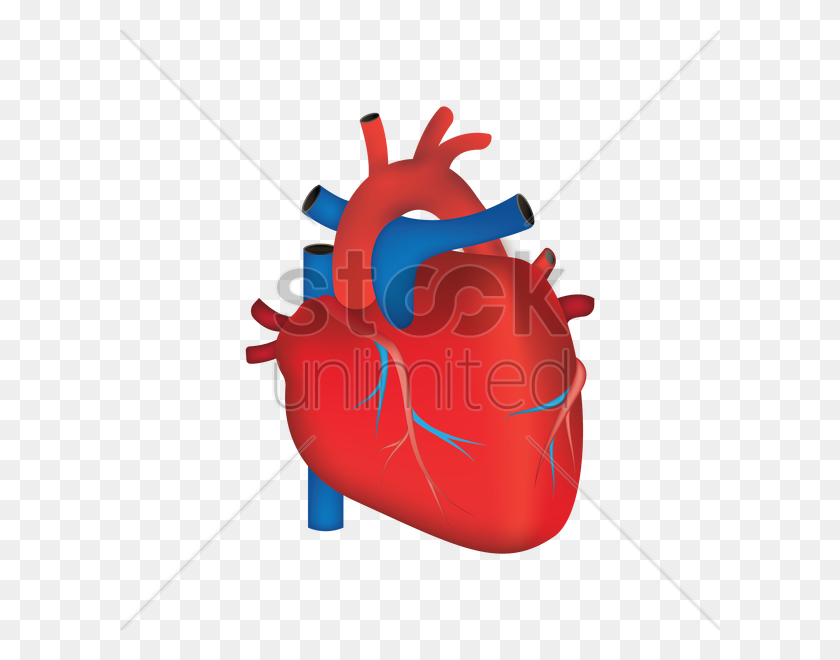 600x600 Human Heart Vector Image - Human Heart PNG