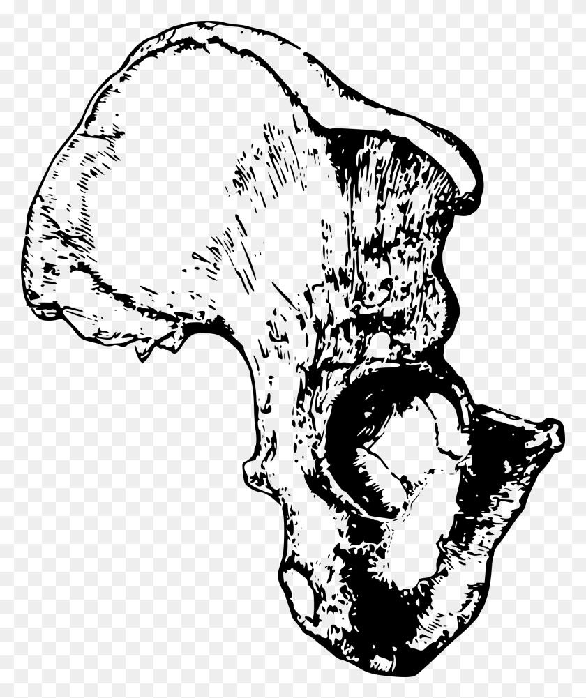 1988x2400 Human Hemi Pelvis Bonehip Bone Icons Png - Elvis PNG
