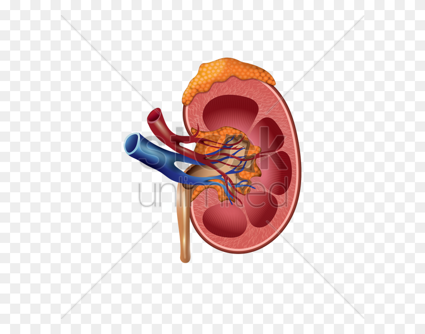 600x600 Human Kidney Vector Image - Kidney Clipart