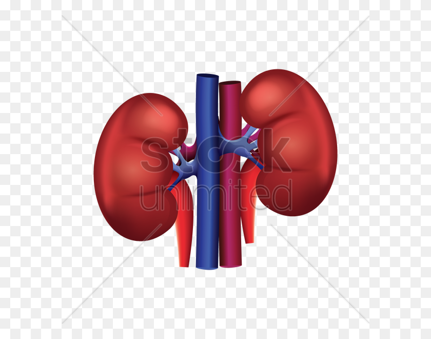 600x600 Human Kidney Vector Image - Kidney PNG