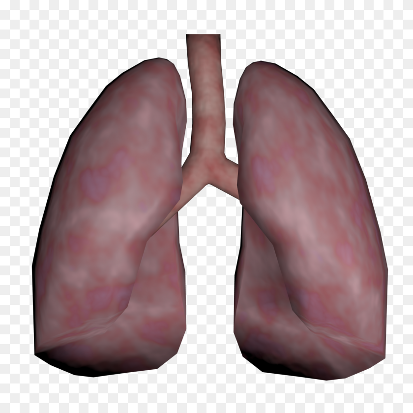 1280x1280 Human Lungs - Lungs PNG