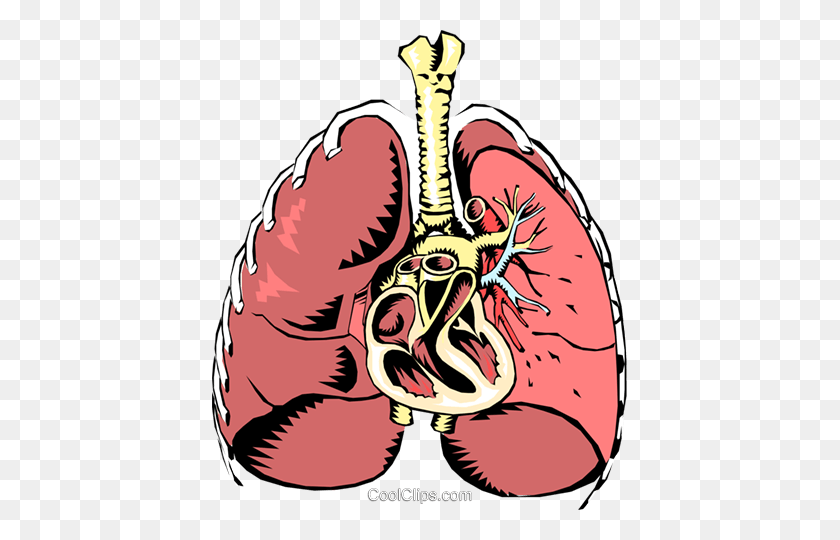 415x480 Human Lungs Royalty Free Vector Clip Art Illustration - Respiratory System Clipart