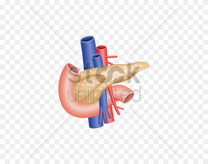 600x600 Human Pancreas Vector Image - Pancreas Clipart