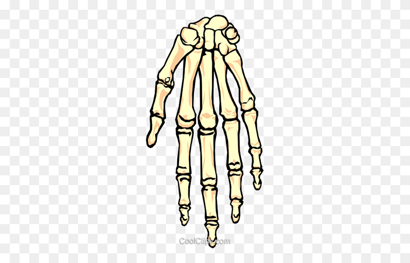 241x480 Human Skeletal Hand Royalty Free Vector Clip Art Illustration - Human Skeleton Clipart