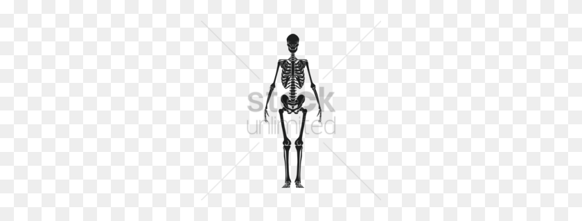 260x260 Human Skeleton Clipart - Pelvis Clipart