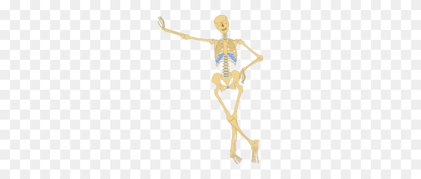210x299 Human Skeleton Outline Clip Art - Skeletal System Clipart