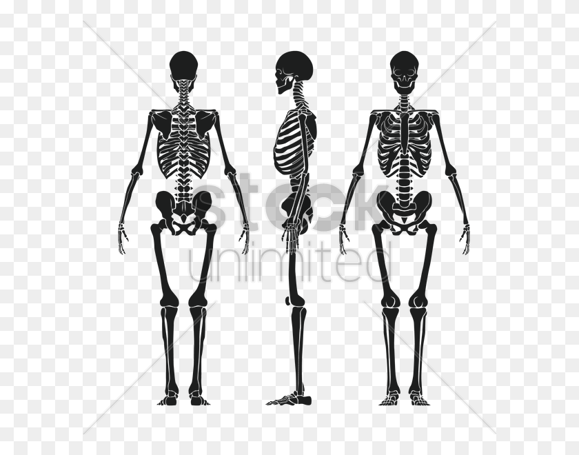 600x600 Human Skeleton Vector Image - Skeleton PNG