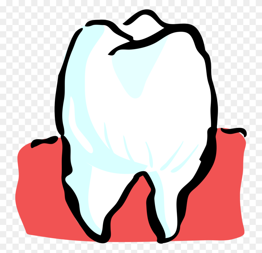 742x750 Human Tooth Tooth Brushing Dentistry Deciduous Teeth Free - Tooth Images Clip Art