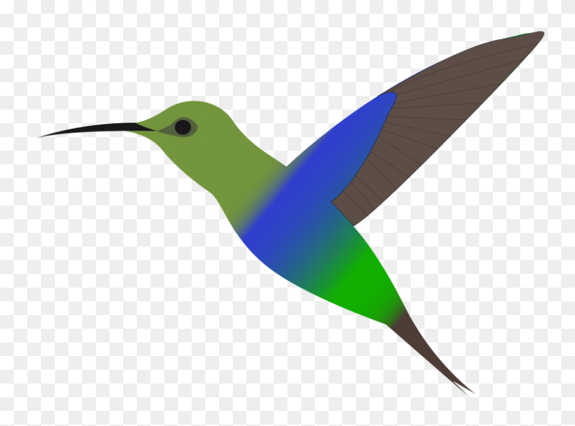 800x577 Hummingbird Clipart - Rainforest Animals Clipart