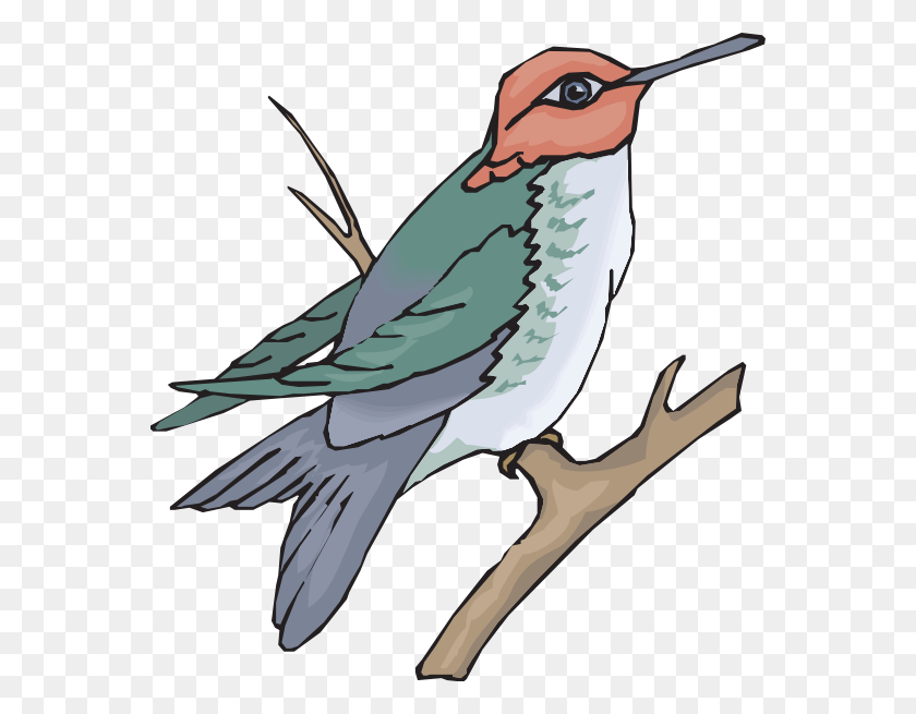 564x595 Hummingbird On A Branch Clip Art - Hummingbird Clipart