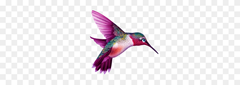 285x238 Hummingbird Png - Hummingbird PNG