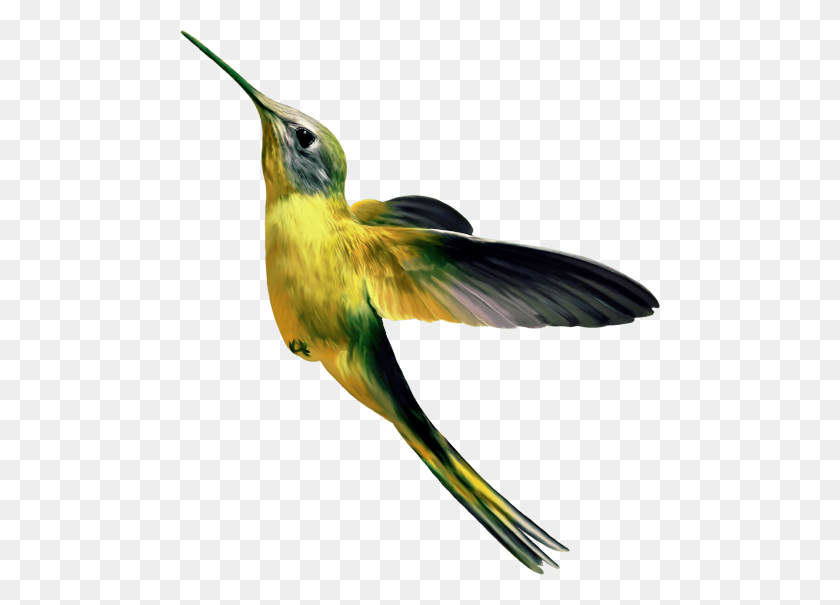 480x545 Hummingbird Png - Hummingbird PNG