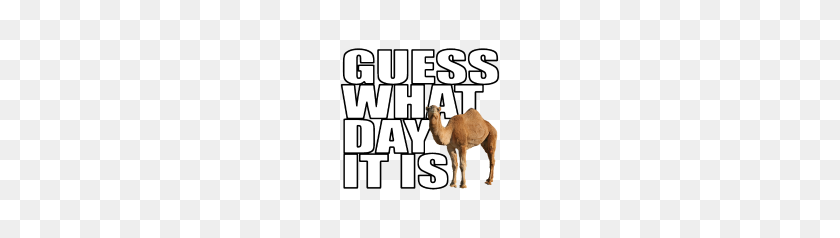 178x178 Hump Day Png Hd Transparent Hump Day Hd Images - Wednesday Hump Day Clipart