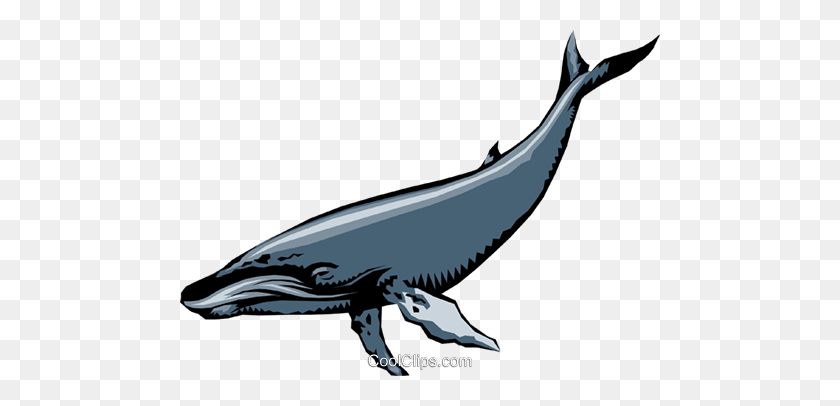 480x346 Humpback Whales Royalty Free Vector Clip Art Illustration - Humpback Whale Clipart