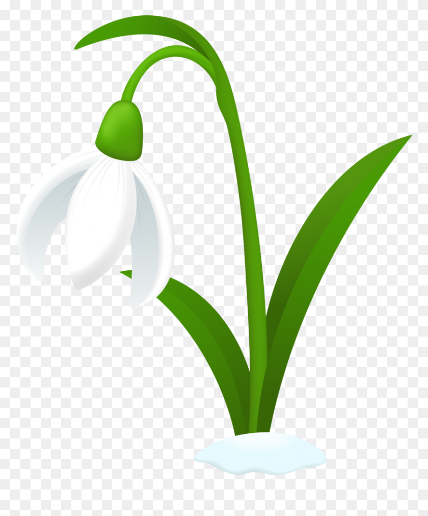 809x988 Hyacinth Clipart Snowdrop - Hyacinth Clipart