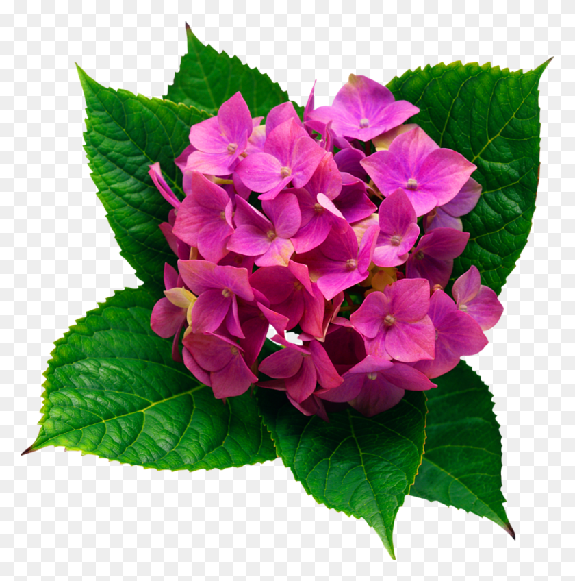 960x970 Цветок Гортензии Настоящий Розовый Зеленый Милый Красивый Freetoe - Гортензия Png