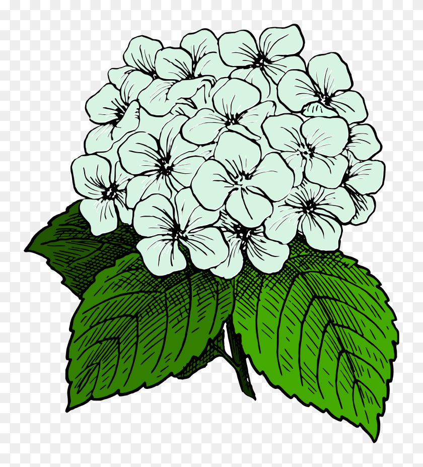 2159x2400 Hydrangea Icons Png - Hydrangea PNG
