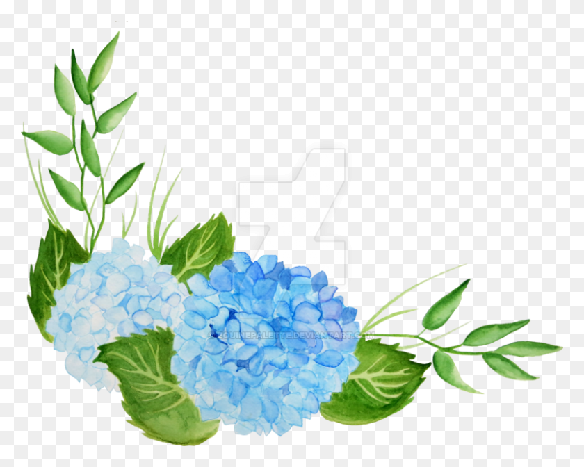 800x628 Hydrangea Watercolor Png Png Image - Watercolor PNG