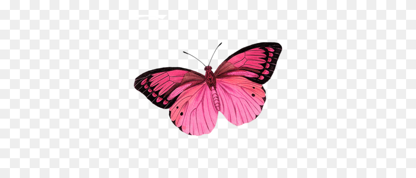 300x300 I Like This Butterfly Too I Love The Black Edging Of The Other - Pink Butterfly PNG