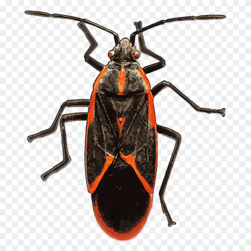 1000x1000 Identify And Control Boxelder Bugs - Bugs PNG