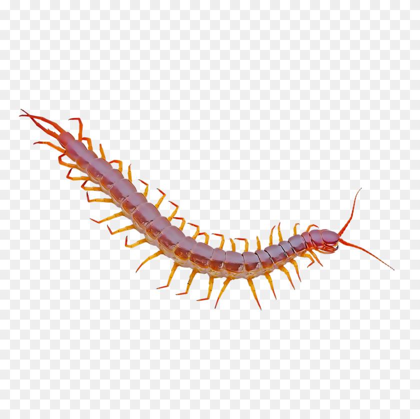 1000x1000 Identify And Control Centipedes - Centipede PNG