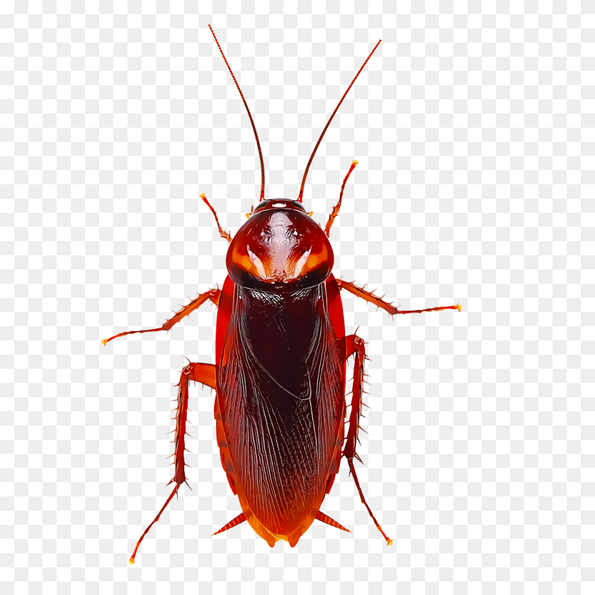 1000x1000 Identificar Y Controlar Las Cucarachas - Cucaracha Png