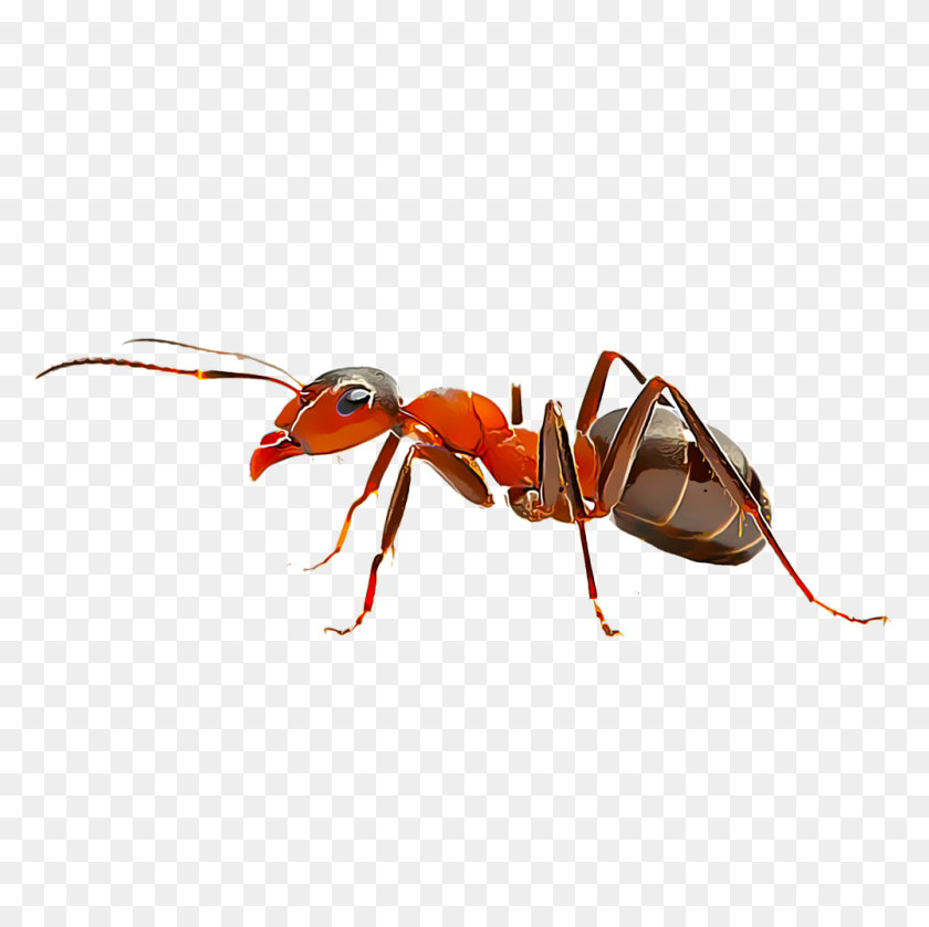 1000x1000 Identify And Control Fire Ants - Ant PNG