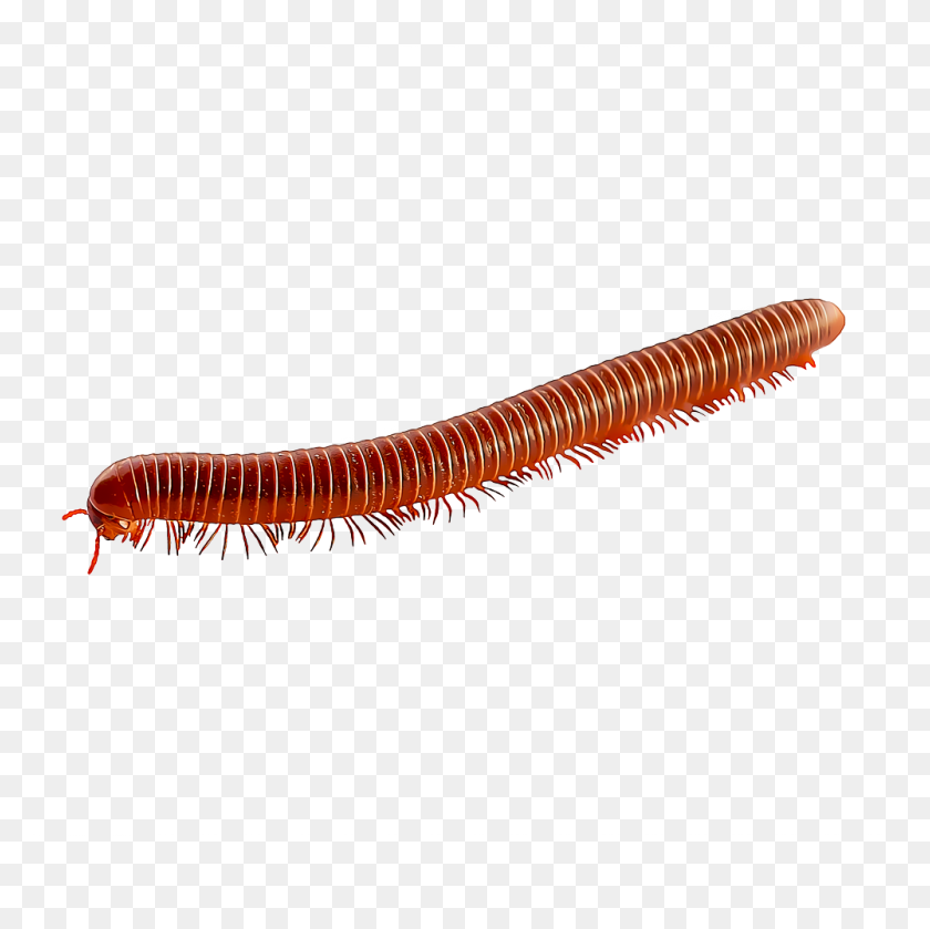 1000x1000 Identify And Control Millipedes - Centipede PNG