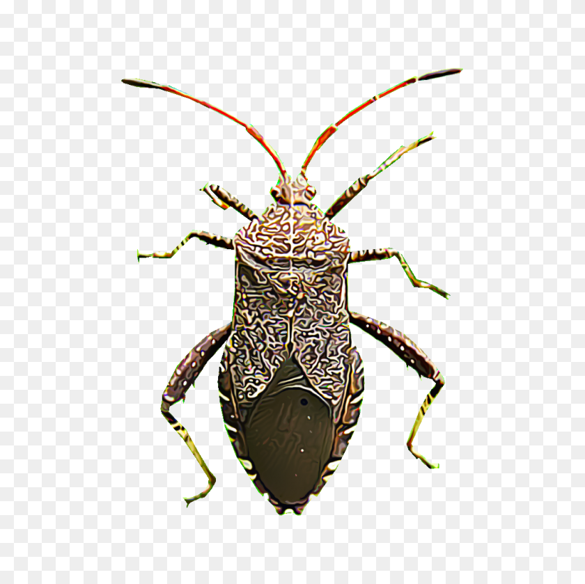 1000x1000 Identify And Control Squash Bugs - Bugs PNG