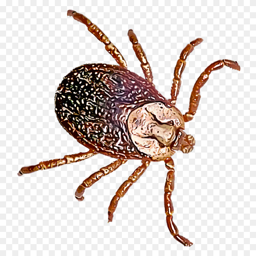 1000x1000 Identify And Control Ticks - Tall Grass PNG