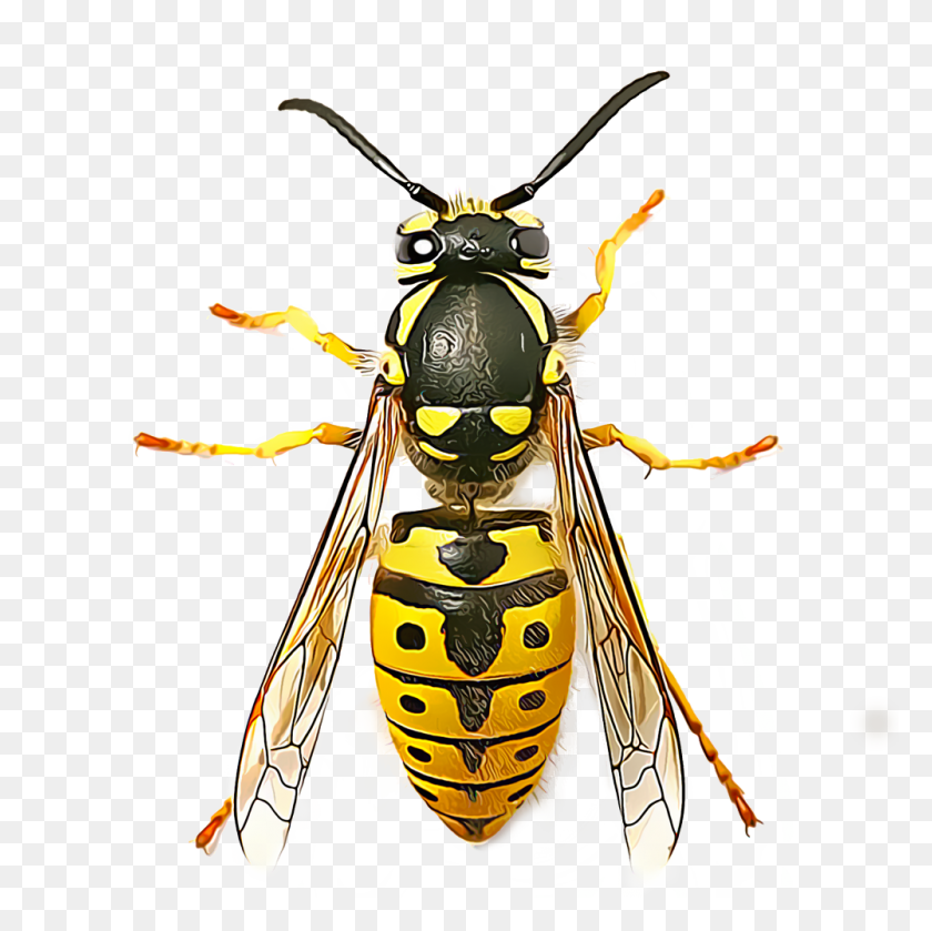 1000x1000 Identify And Control Wasps - Wasp PNG