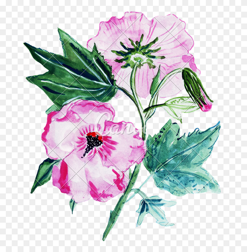 693x800 Illustration Sketch Several Begonia Flowers In A Bouquet - Pink Watercolor Flowers PNG