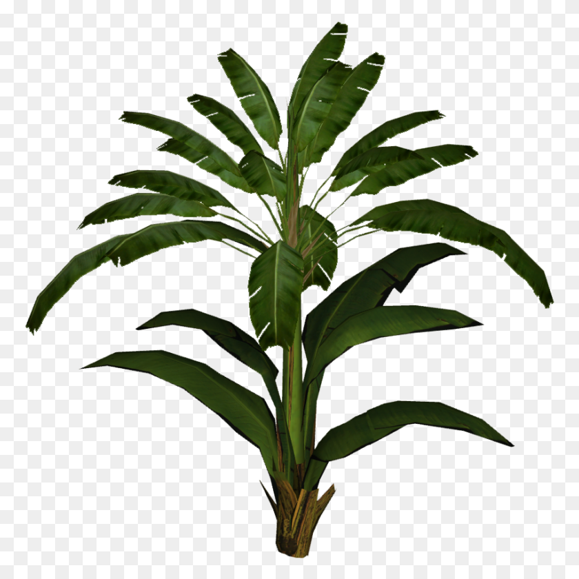 848x848 Image - Palm Branch PNG