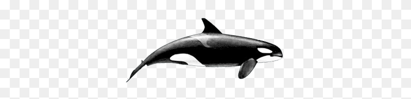 358x143 Image - Orca PNG
