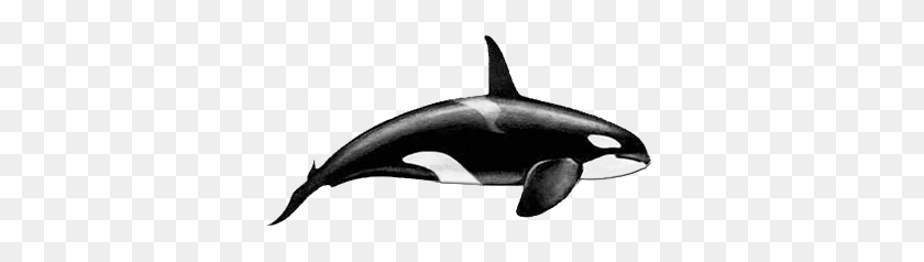 358x178 Image - Orca PNG