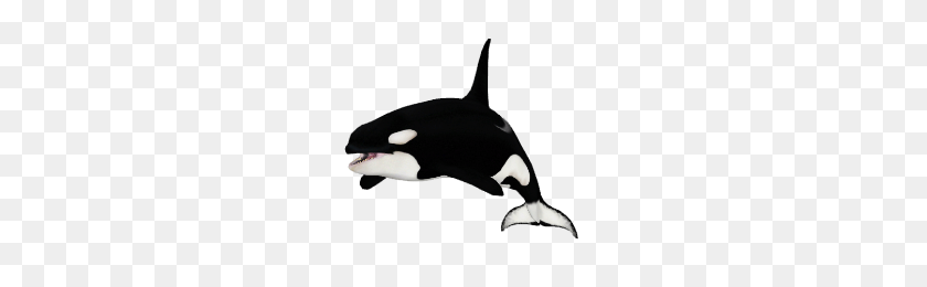 225x200 Image - Orca PNG