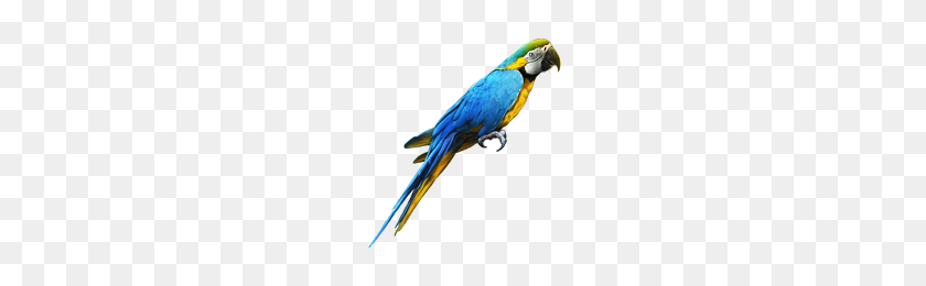 200x200 Image - Parrot PNG