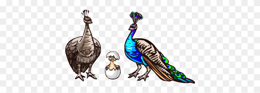420x241 Image - Peacock PNG