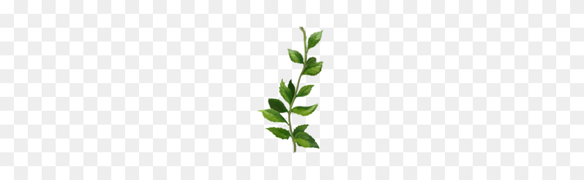 200x200 Image - Peppermint PNG