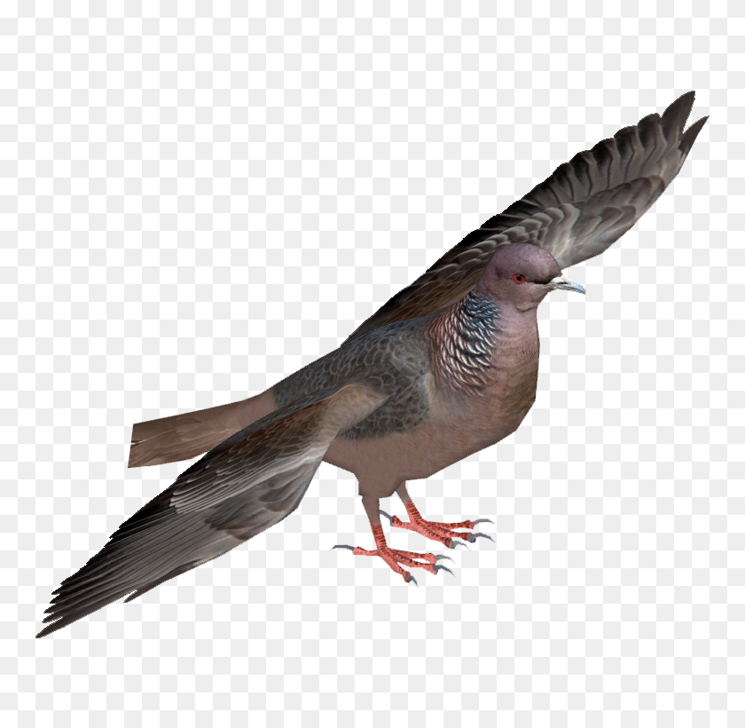 760x760 Image - Pigeon PNG
