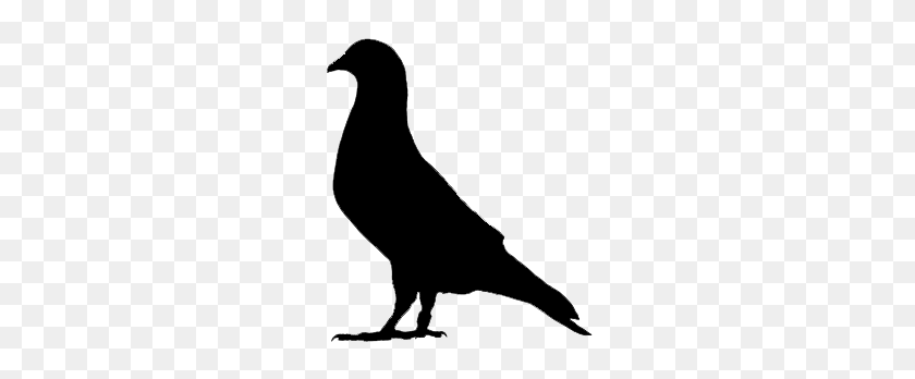294x288 Image - Pigeon PNG