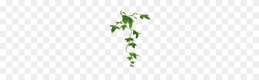 200x200 Image - Poison Ivy PNG