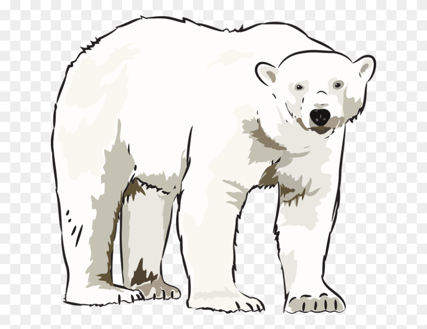 640x588 Image - Polar Bear PNG