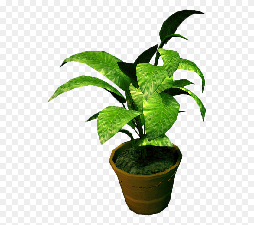 525x685 Image - Potted Plant PNG