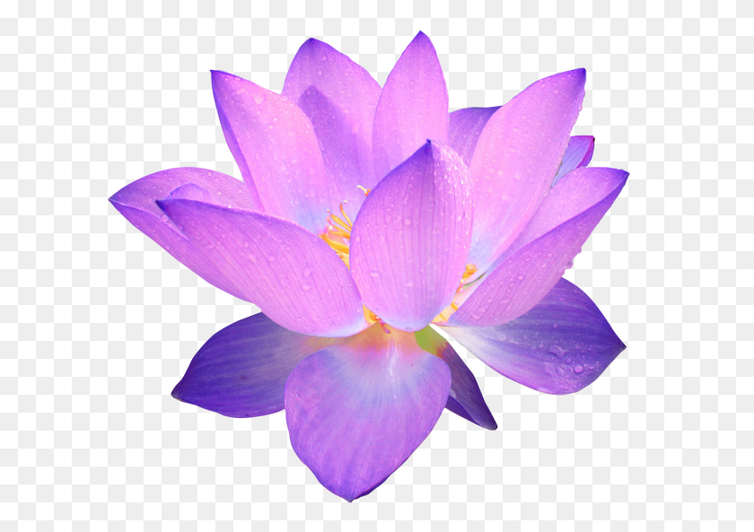 1462x1000 Image - Purple Flower PNG