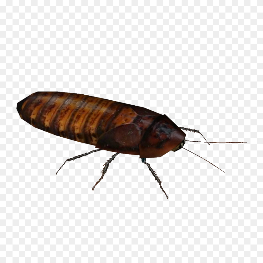 1000x1000 Image - Roach PNG