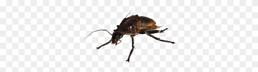302x175 Imagen - Cucaracha Png
