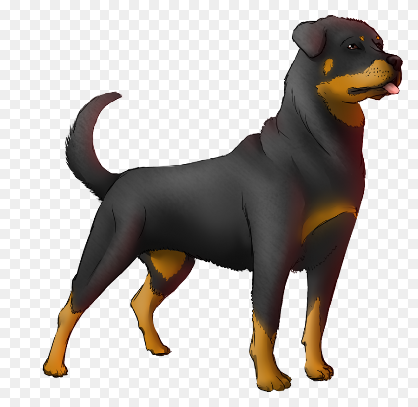 839x816 Image - Rottweiler PNG